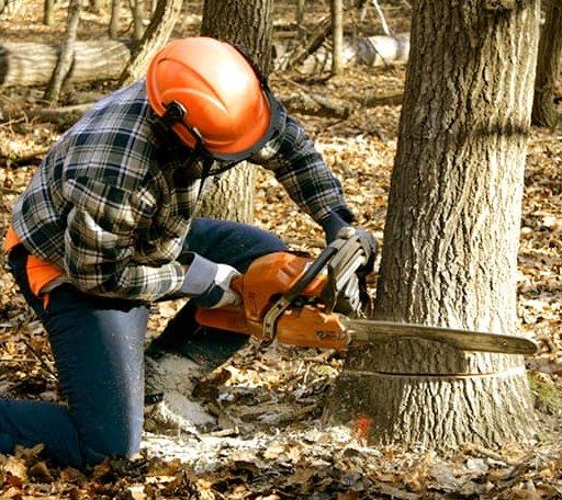 Tree Removal in Le Roy, MN